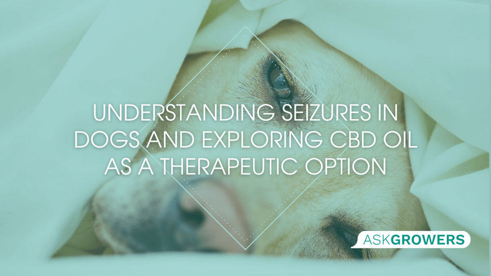 CBD Oil for Dogs with Seizures A Comprehensive Guide to Canine